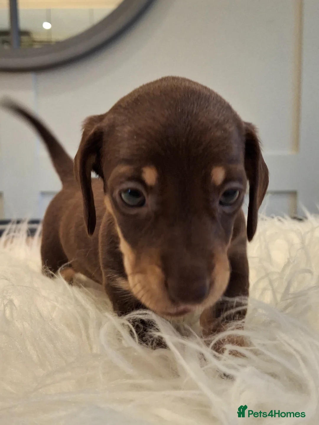 Miniature Dachshund dogs for sale: 🐾❤️ KC Reg Smooth Haired Miniature Dachschund  - Advert 14