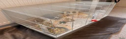 Hamster rodents for sale: Syrian Hamster with cage and supplies - Advert 7