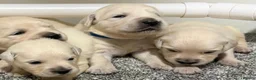 Golden Retriever dogs for sale: Beautiful healthy puppies - Advert 7