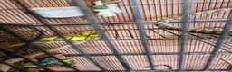 Parakeets birds for sale: Proven pair of kakarikis & Accessories  - Advert 6