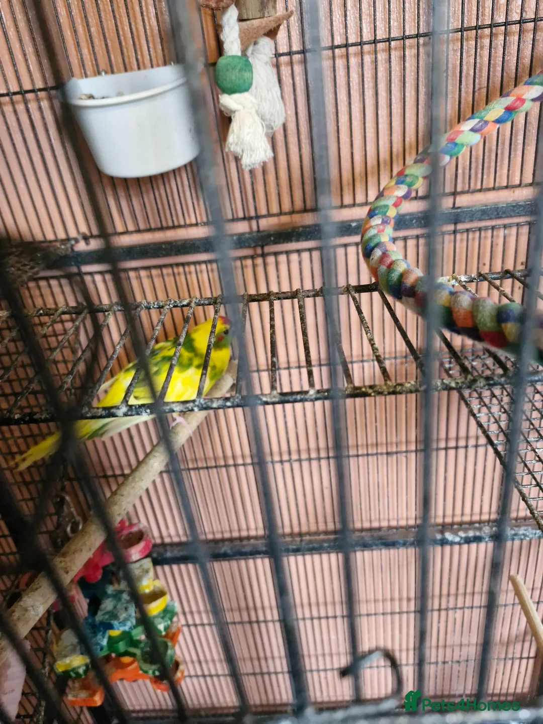 Parakeets birds for sale: Proven pair of kakarikis & Accessories  - Advert 6