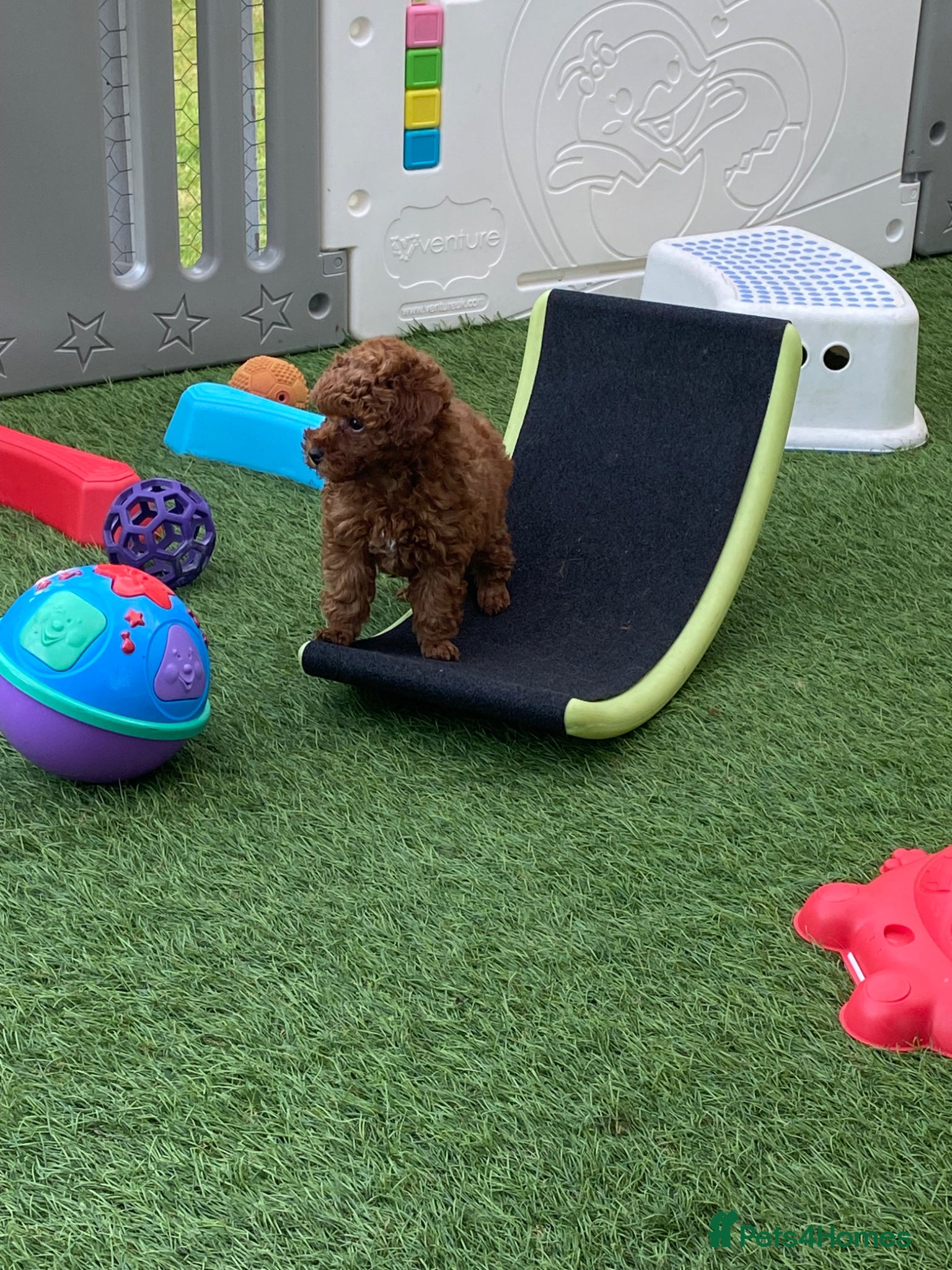 Toy Poodle dogs Kennel Club Reg.Beautiful Red Toy Poodle   - Advert 6