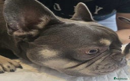 French Bulldog dogs for sale: pupis - Image 13