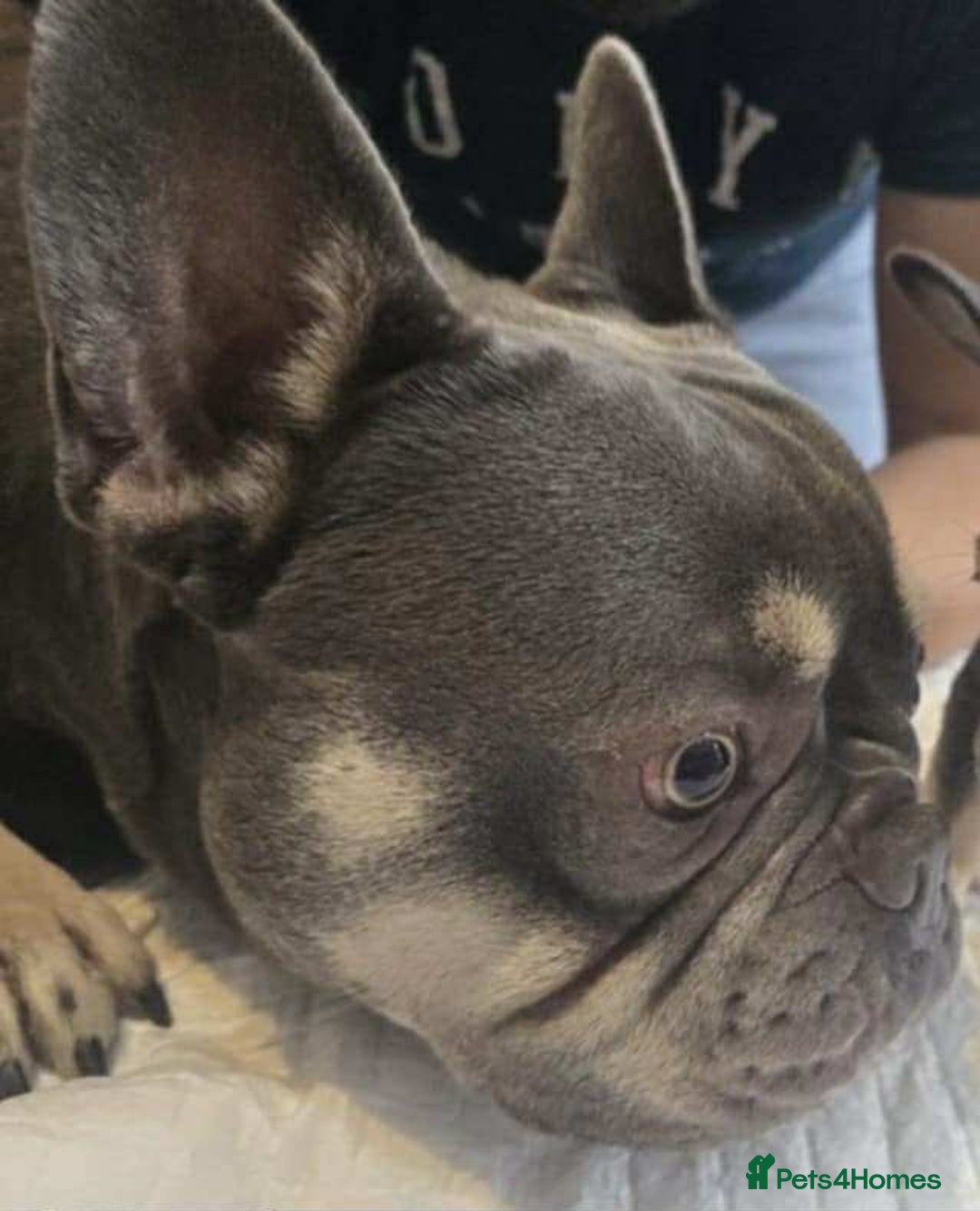 French Bulldog dogs for sale: pupis - Image 13
