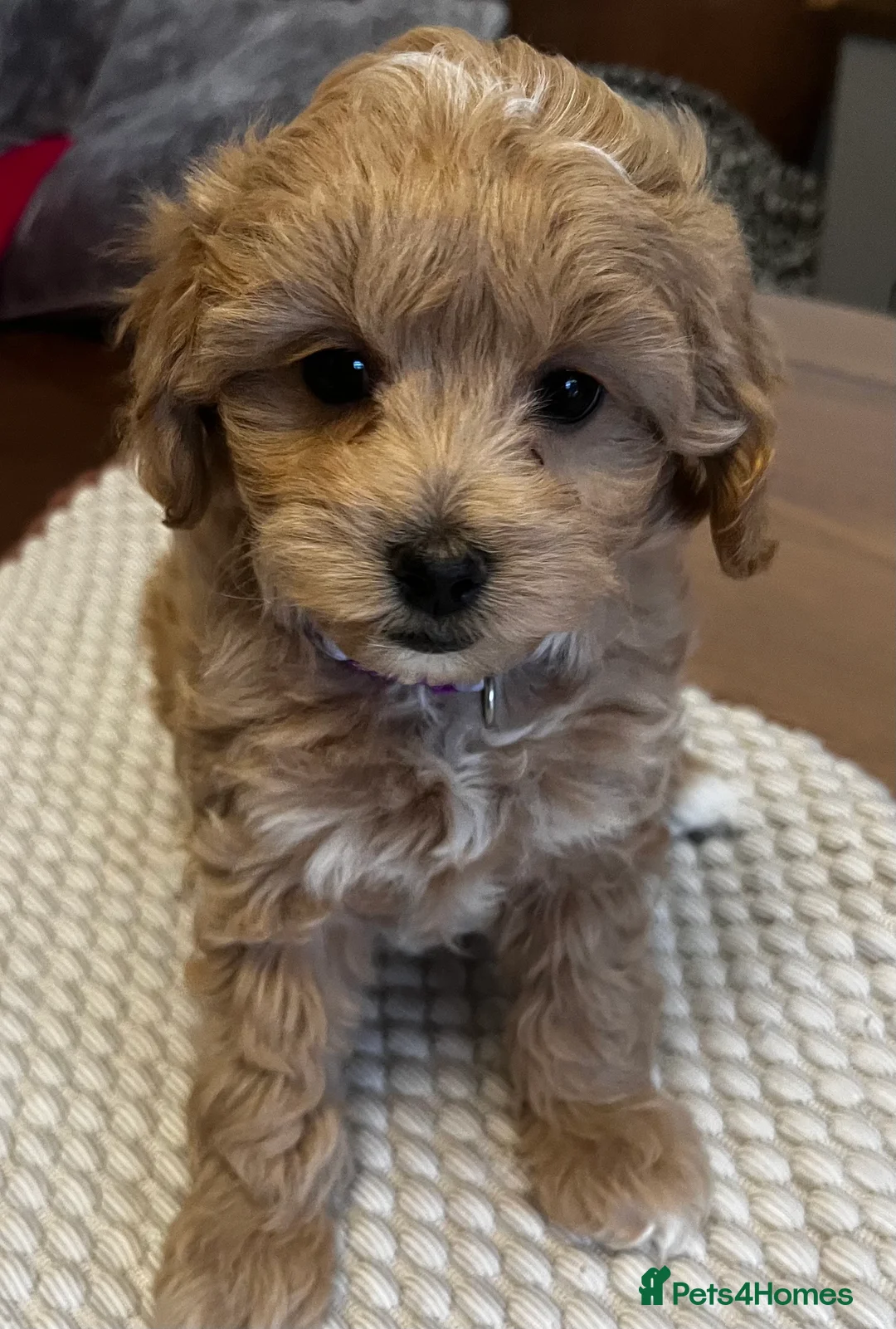 Maltipoo dogs for sale: Gorgeous Maltipoo  - Advert 20