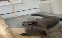 Russian Blue cats for sale: Russian Blue Kitten - Image 14