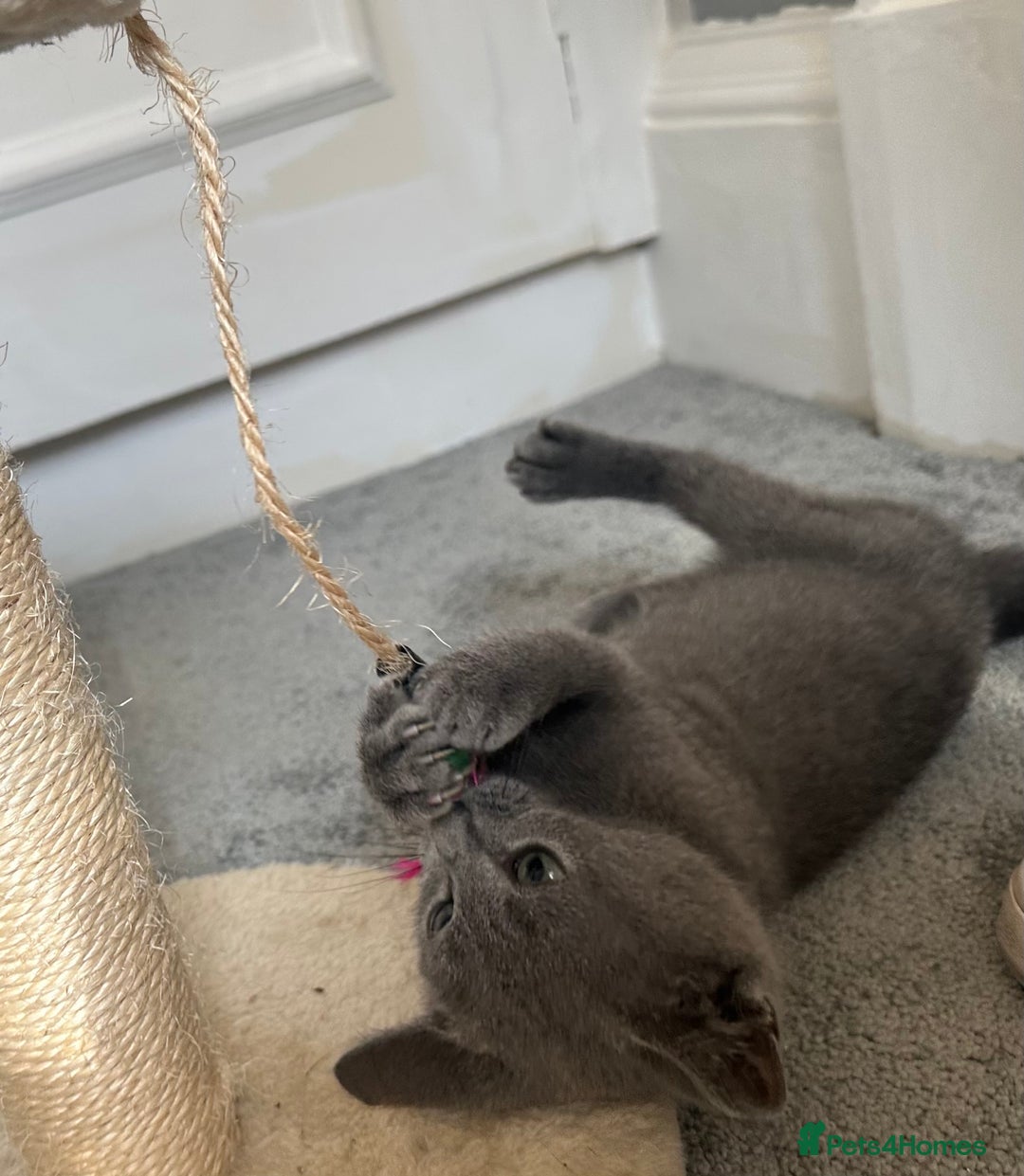 Russian Blue cats for sale: Russian Blue Kitten - Image 14