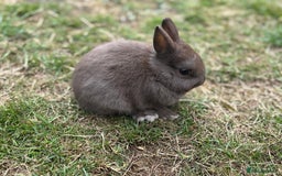 Netherland Dwarf rabbits for sale: Trio Netherland Dwarf Boys - Image 5