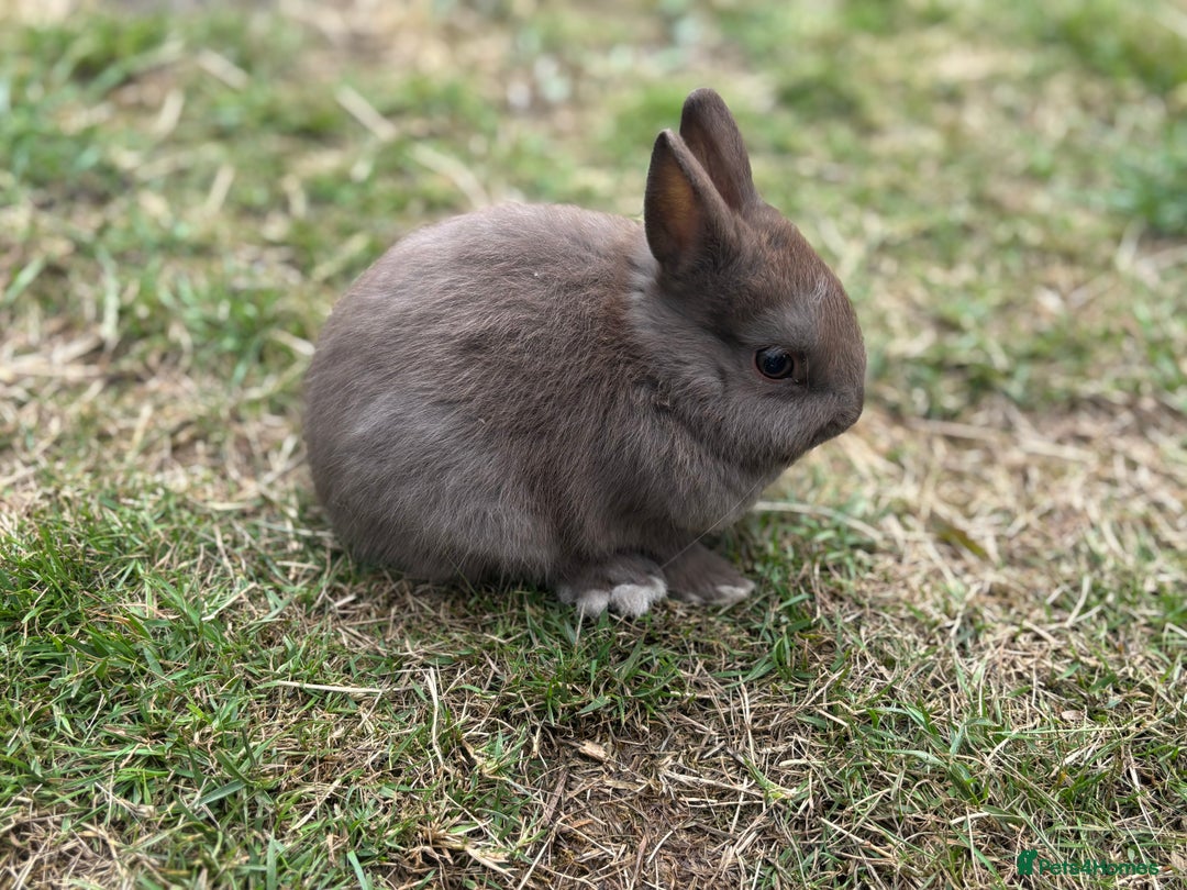 Netherland Dwarf rabbits for sale: Trio Netherland Dwarf Boys - Image 5