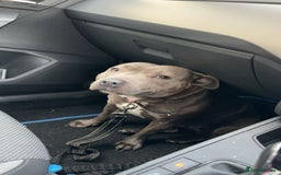 Staffordshire Bull Terrier dogs for sale: ✨ Blue Staffy Pups – Happy, Healthy & Loving!  - Image 4