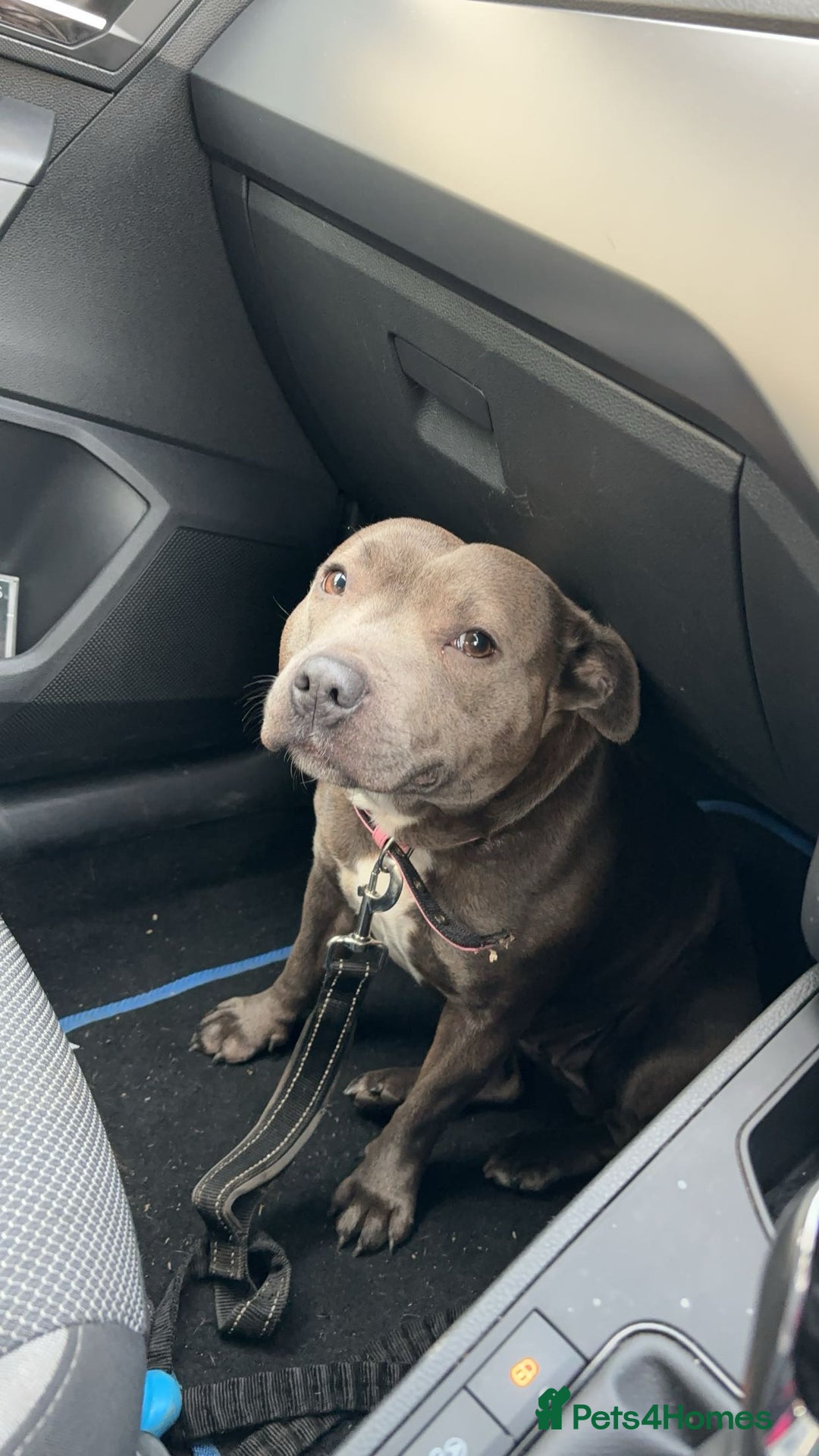 Staffordshire Bull Terrier dogs for sale: ✨ Blue Staffy Pups – Happy, Healthy & Loving!  - Image 4