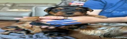 Yorkshire Terrier dogs for sale: Yorkshire terrier pups  in Birmingham - Advert 8