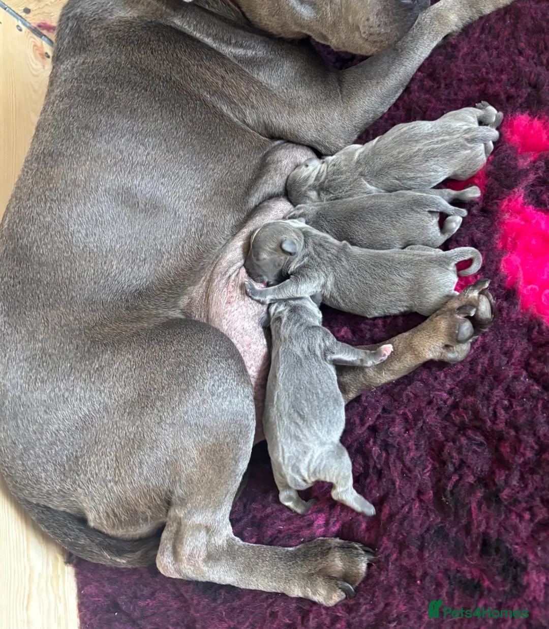 Staffordshire Bull Terrier dogs for sale: Blue quality staffy pups. - Advert 2
