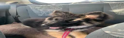 Shepsky dogs for sale: Shepsky in Barnsley - Advert 3