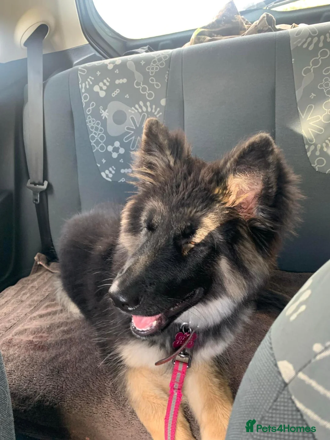 Shepsky dogs for sale: Shepsky in Barnsley - Advert 3
