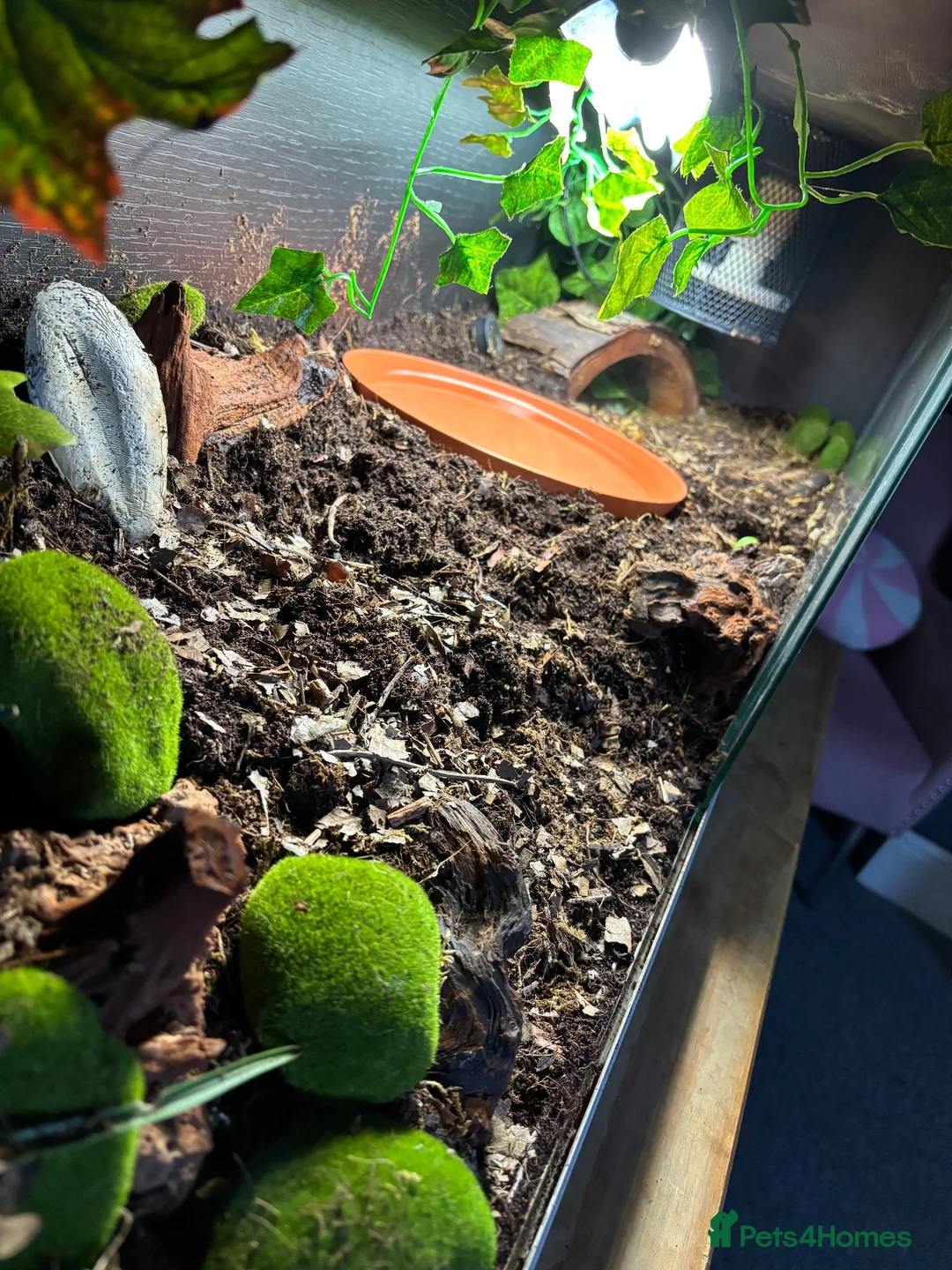 Tortoise reptiles for sale: 1 year old red foot tortoise  in Barnsley - Advert 2