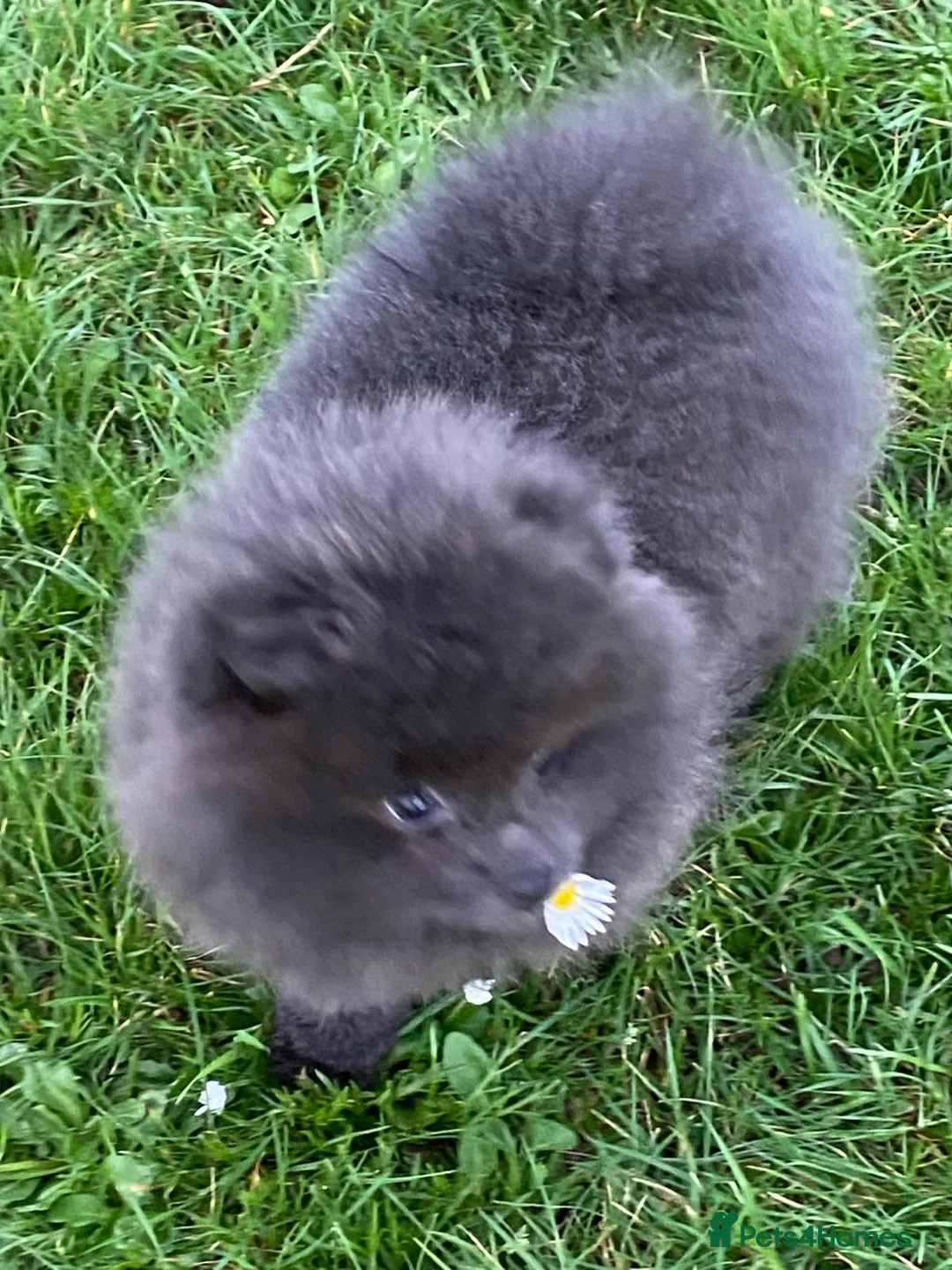 Pomeranian dogs for sale: Stunning blue and lilac mini pomeranian  in Worksop - Advert 1