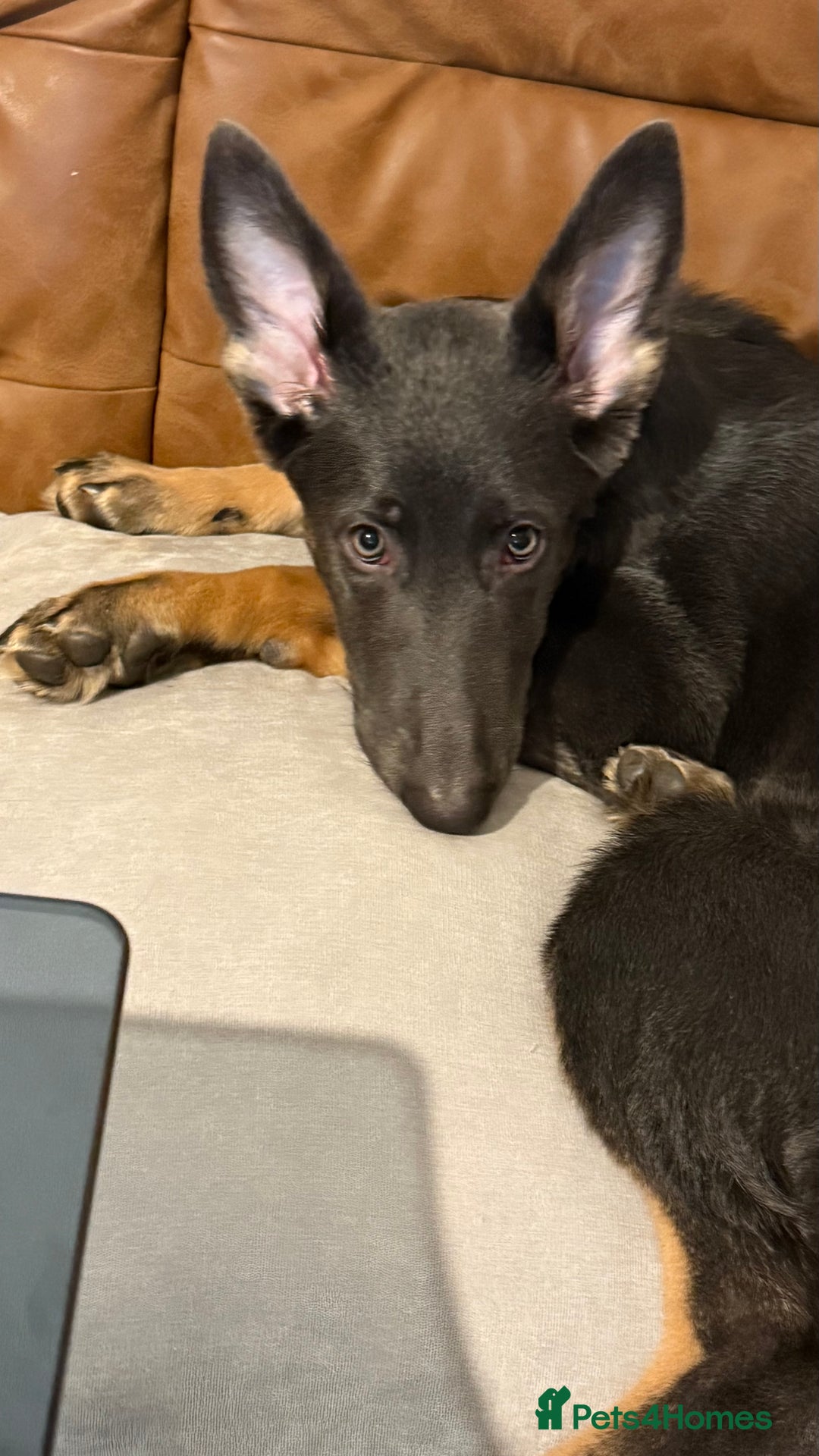 German Shepherd dogs for sale: Beautiful unusual colour (blue) female GSD - Advert 6