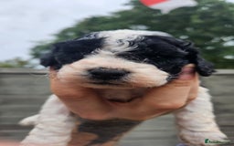 Cockapoo dogs for sale: Cockerpoo puppy last girl left  - Image 9