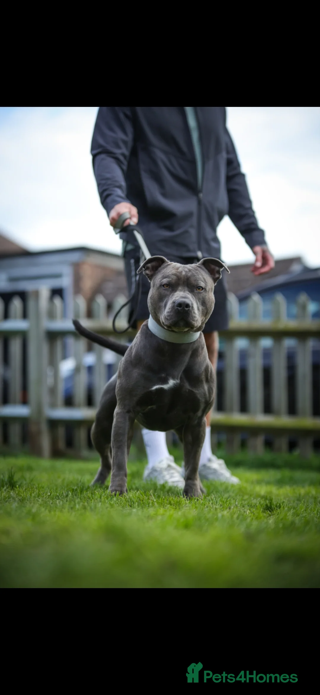 Staffordshire Bull Terrier dogs for stud:  Blu – The Ultimate Blue Gentleman in Godstone - Advert 2