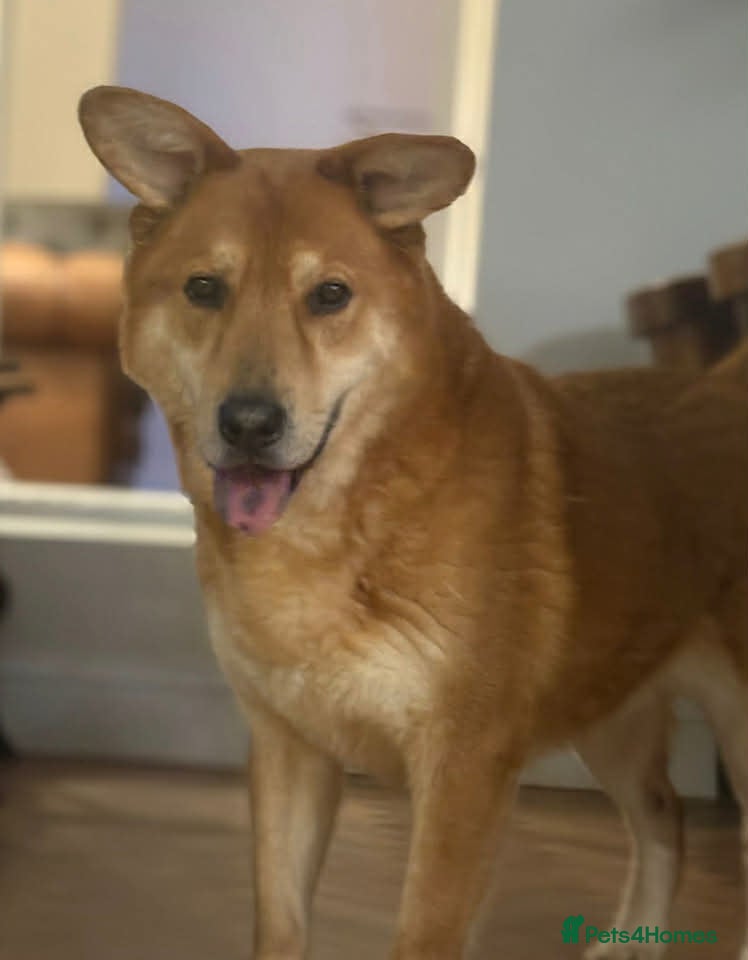 Mixed Breed dogs Arnold: Gentle Senior Seeking a Calm Companion - Advert 1