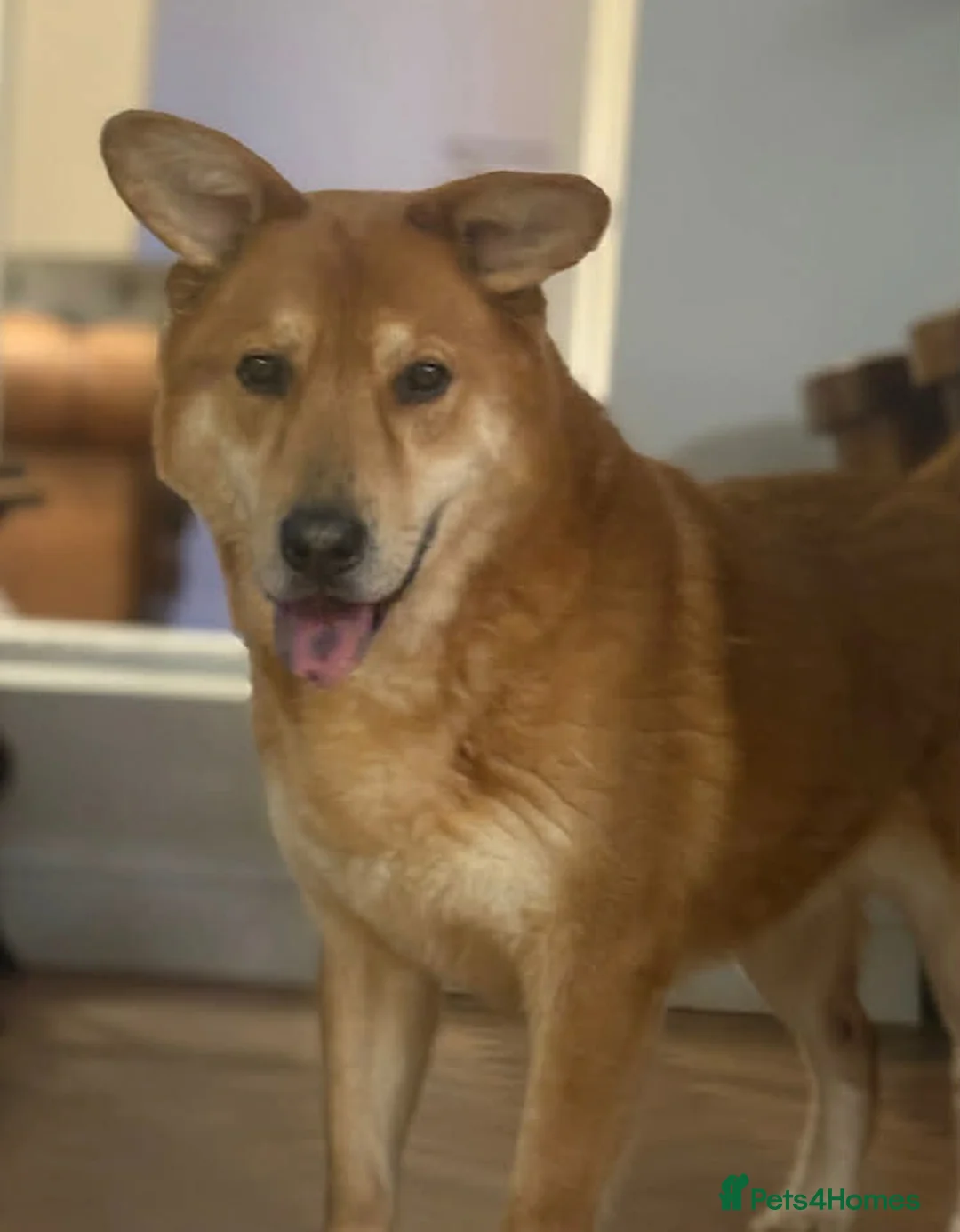 Mixed Breed dogs for adoption: Arnold: Gentle Senior Seeking a Calm Companion - Advert 1