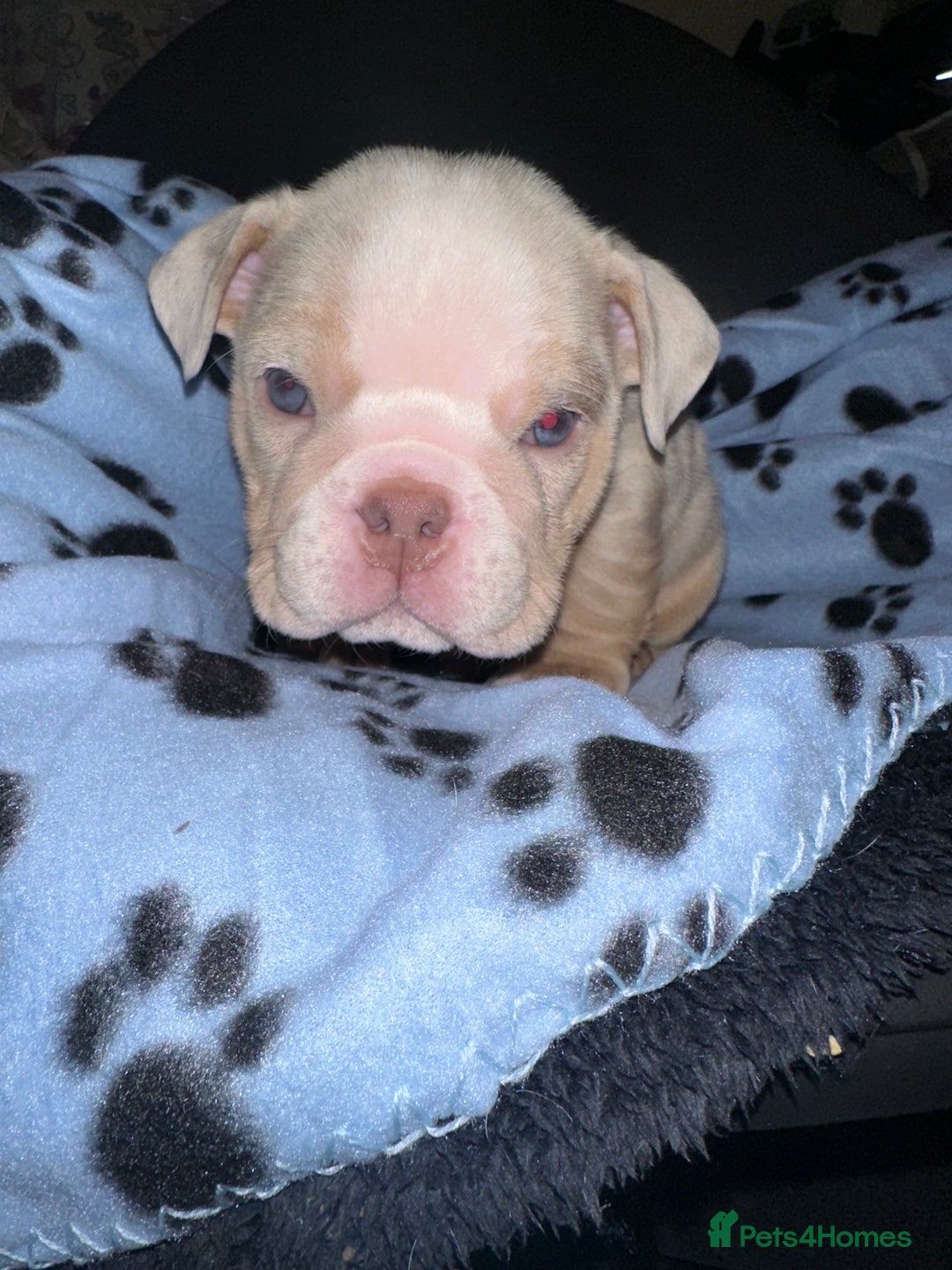 English Bulldog dogs for sale: ‼️ENGLISH BULLDOG PUPS WITH AMERICAN BLOODLINE‼️ - Advert 12