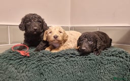Mixed Breed dogs for sale: Moyen Poodles - Image 6