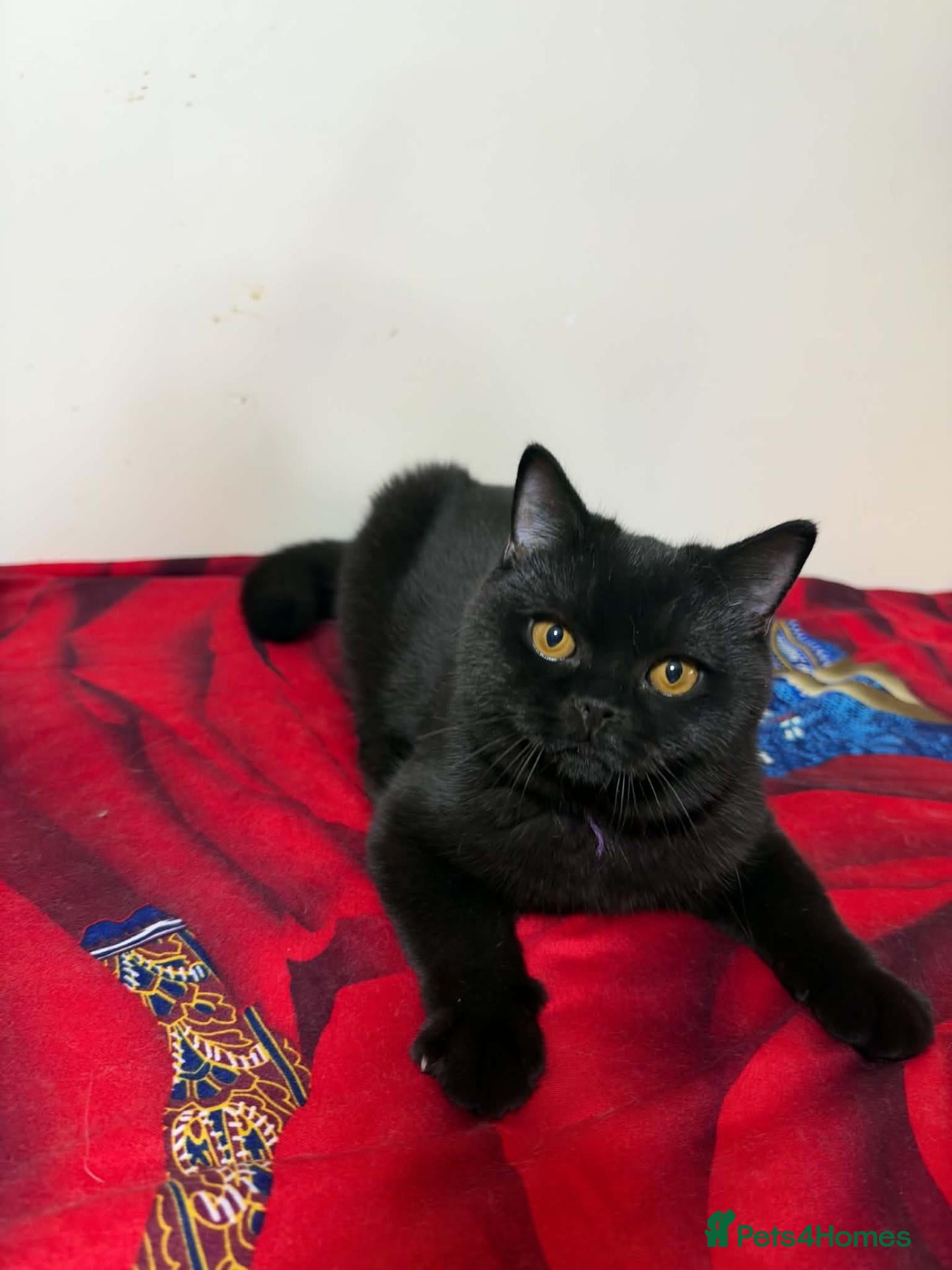 British Shorthair cats Two Beautiful BSH Boys Looking for Loving Homes - Advert 1