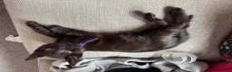 Mixed Breed cats for sale: 5 kittens available now - Advert 13