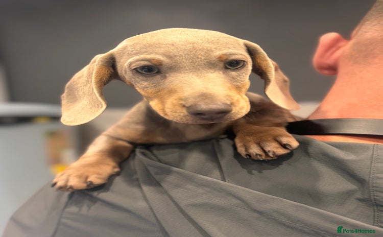 Miniature Dachshund dogs - Advert 7