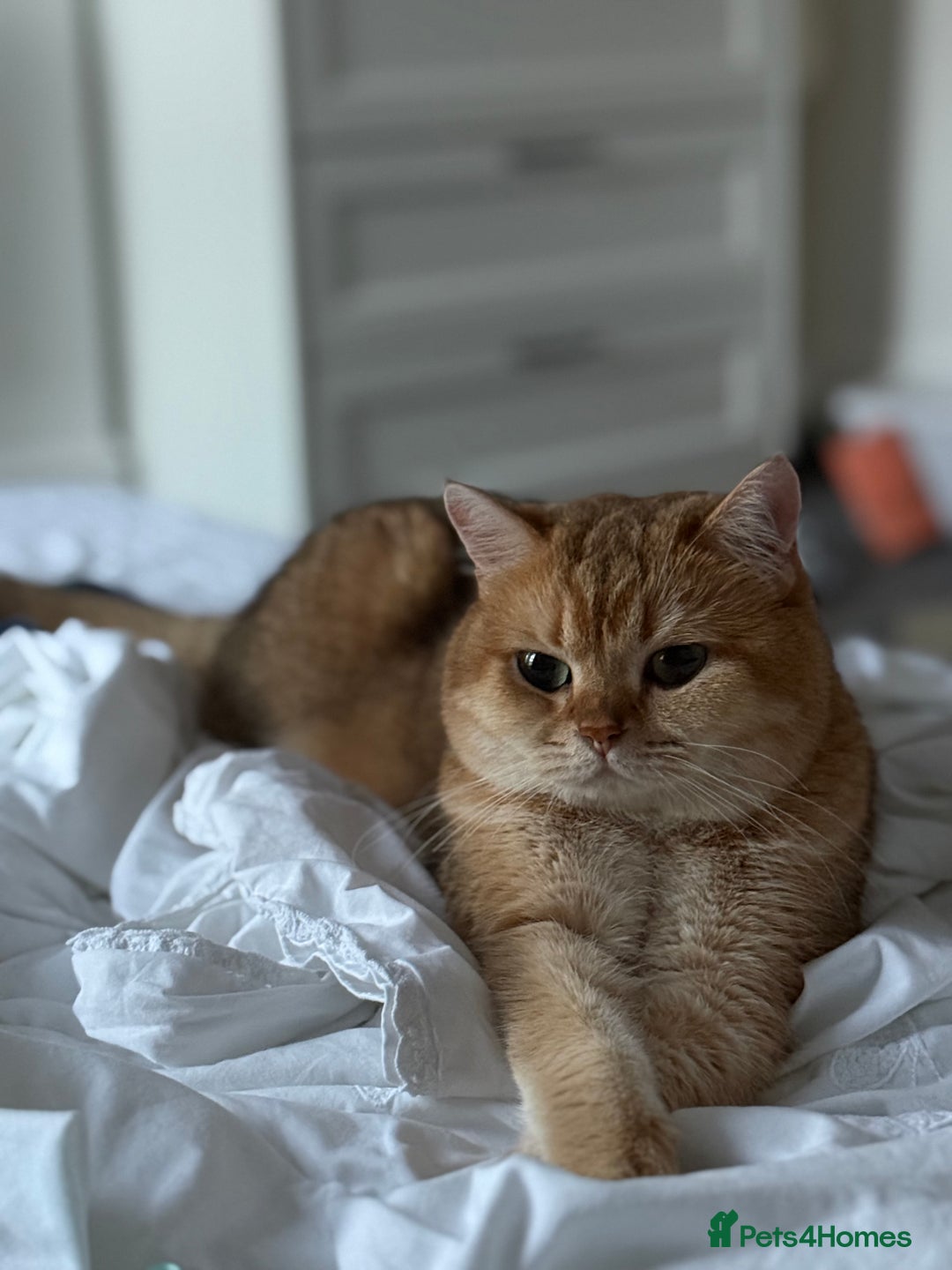 British Shorthair cats for stud: Gold BRI ny12 Stud in Derby - Advert 3