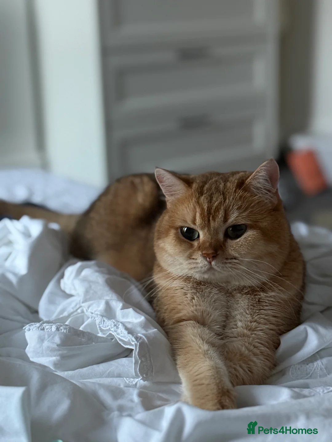 British Shorthair cats for stud: Gold BRI ny12 Stud in Derby - Advert 4