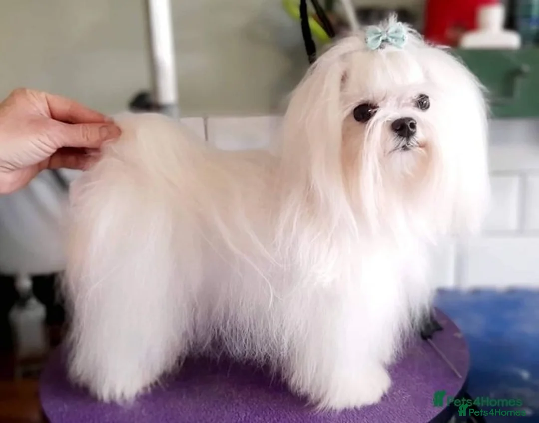 Maltese dogs for sale: Korean Maltese  in Bootle - Advert 3