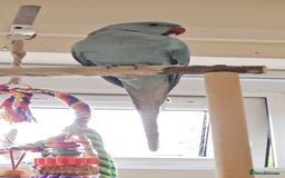Ringnecks birds for sale: 6 month blue ring neck for rehome  - Image 2