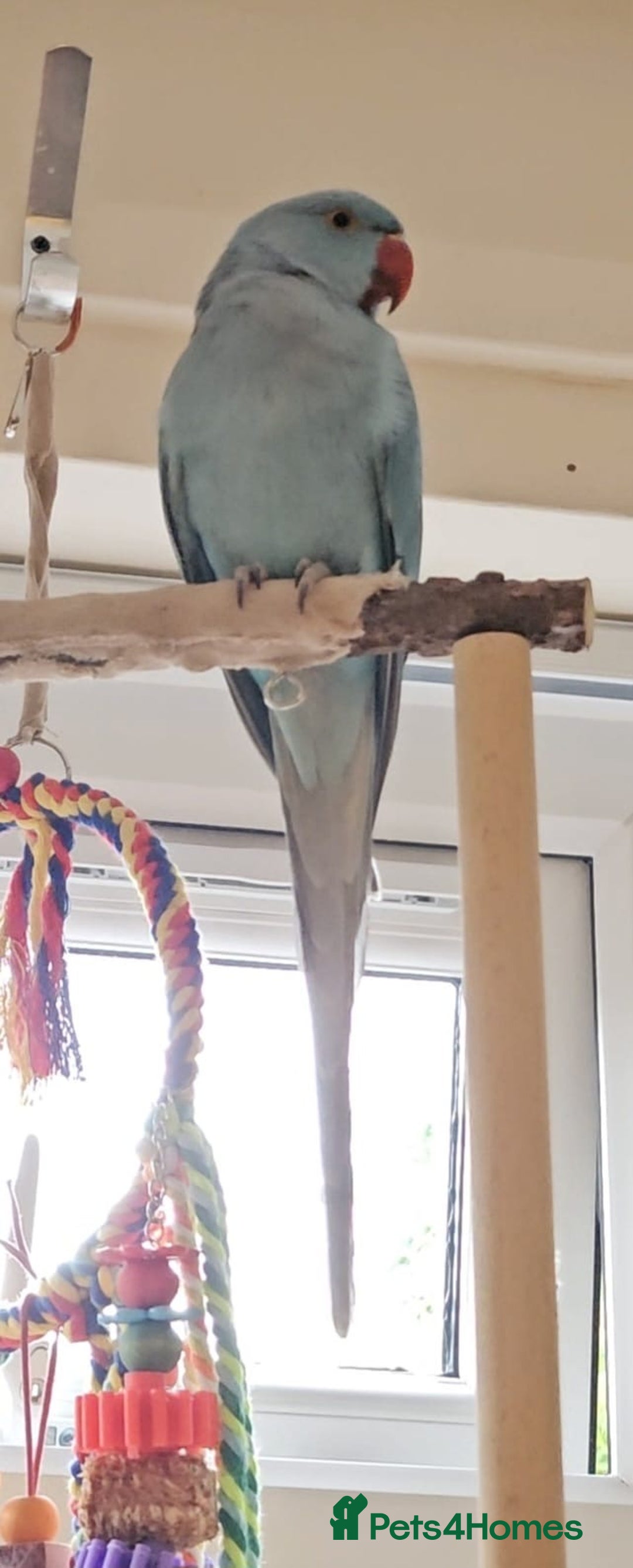 Ringnecks birds for sale: 6 month blue ring neck for rehome  - Image 2
