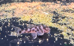 Plecos fish for sale: Pleco l333 - Image 5