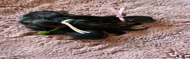 Yorkshire Terrier 3