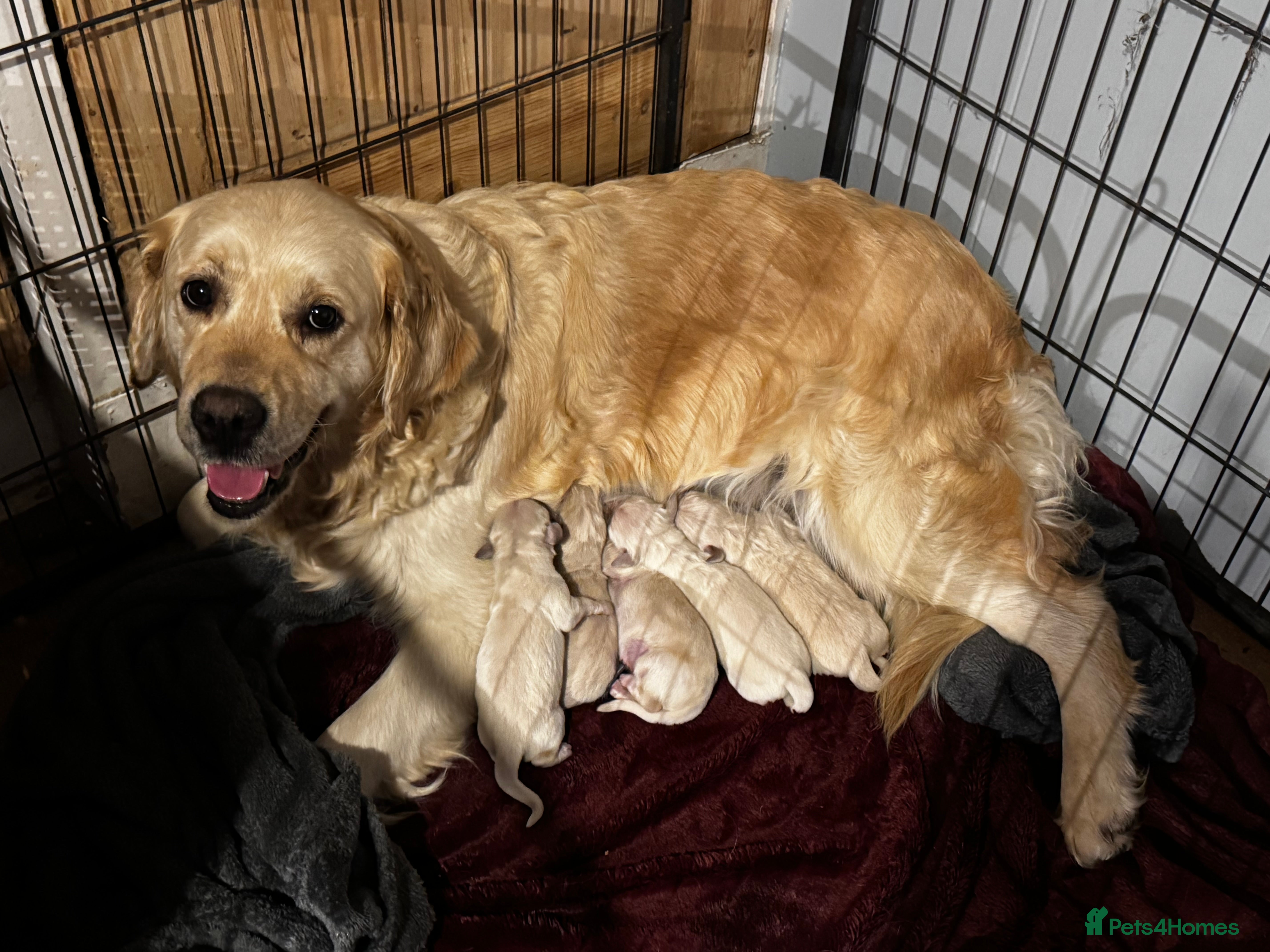 Golden Retriever dogs Stunning pale Golden Retriever puppies  - Advert 1