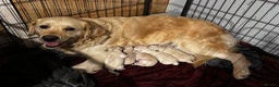 Golden Retriever dogs for sale: Stunning pale Golden Retriever puppies  - Advert 1