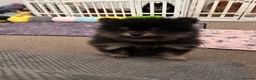 Pomeranian dogs for sale: Black and Tan girl  - Advert 5