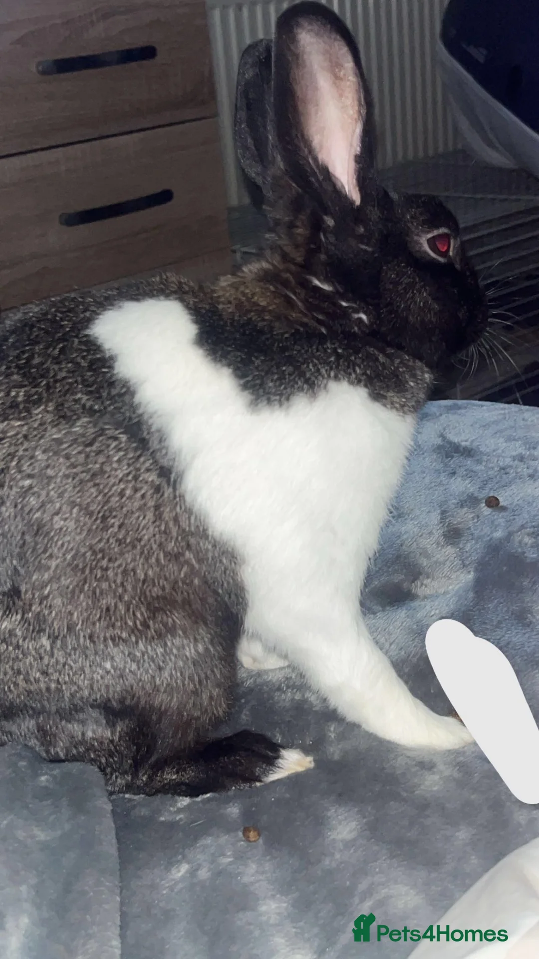 Argente rabbits for sale: Male rabbit 2 years old  in Birmingham - Advert 2