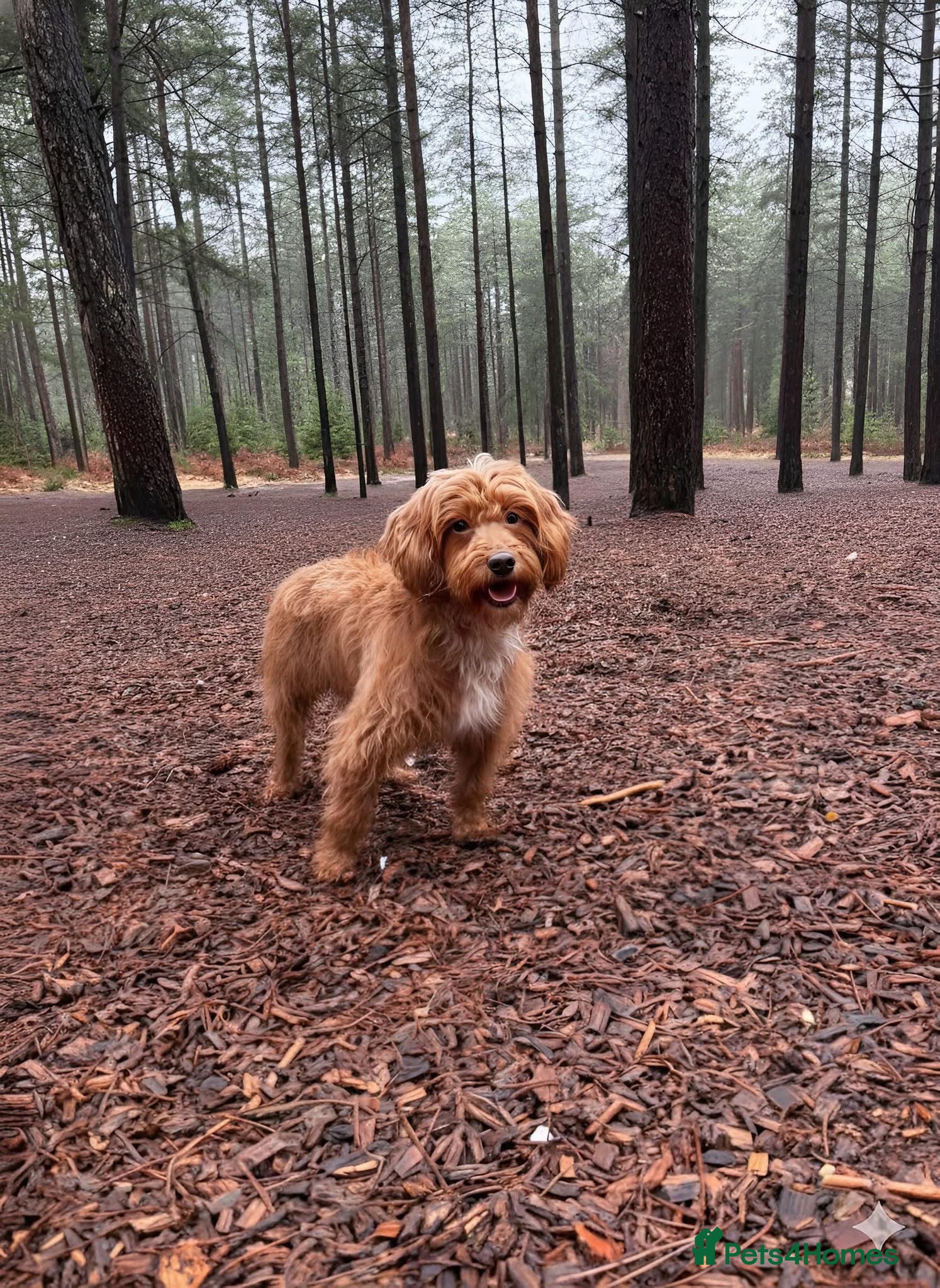 Cockapoo dogs Beautiful Cockapoo Puppies Due 6/3/26 - Advert 1