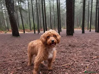 Cockapoo dogs Beautiful Cockapoo Puppies Due 6/3/26 - Advert 1