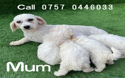 Poodle dogs for sale: Poodles pups for forever home - Image 10