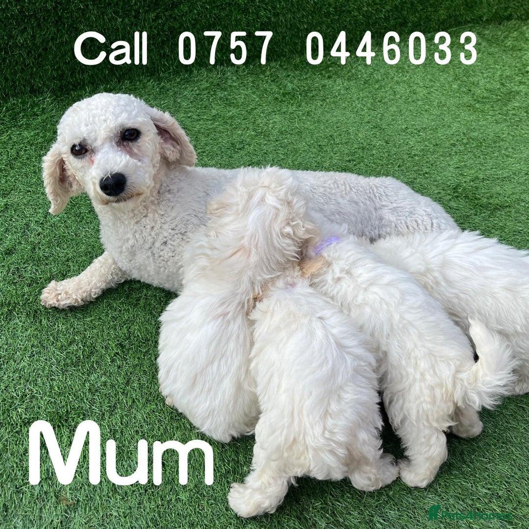Poodle dogs for sale: Poodles pups for forever home - Image 10