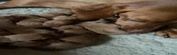 Hungarian Vizsla dogs for sale: KC Reg HV Pups, COI 1.3% ,Hip Scored For Sale in Peterlee - Advert 5