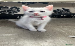 Mixed Breed cats for sale: White Gray and Ragdoll Kittens - Image 5