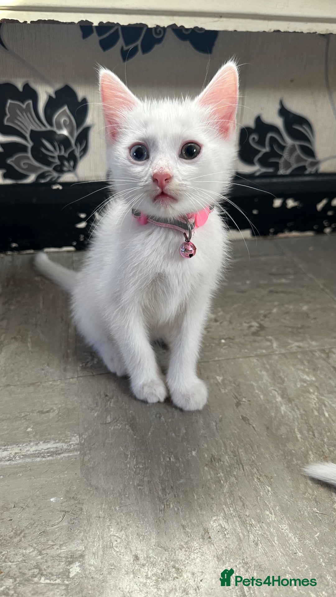 Mixed Breed cats for sale: White Gray and Ragdoll Kittens - Image 5