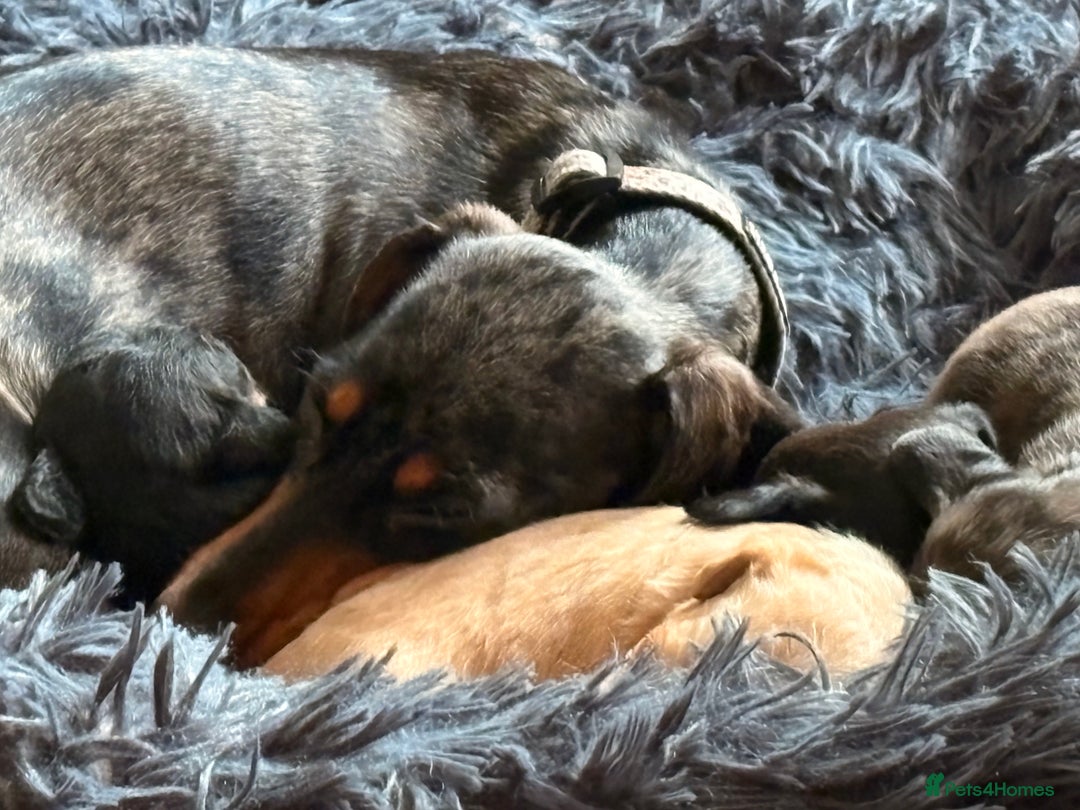 Mixed Breed dogs for sale: Doxiepoos for sale 3 x male 1 x bitch - Image 17